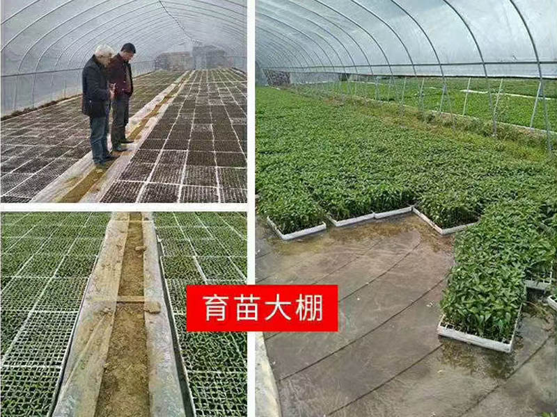 蔬菜溫室大棚建設類型不同造價也不同　億誠農(nóng)業(yè)科技為您時時報價