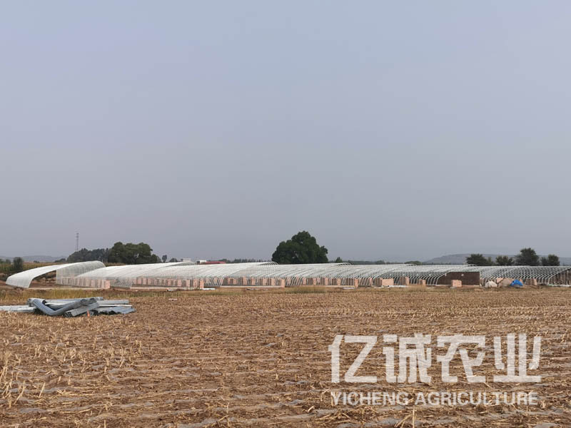 智能日光溫室大棚室內(nèi)可利用空間大，造價(jià)低，使用方便，通風(fēng)效果好