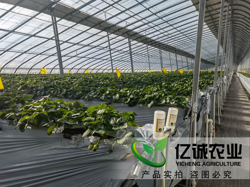 智能溫室大棚承建哪家好？如何種植和管理才能提高，大棚的經(jīng)濟(jì)效益呢？