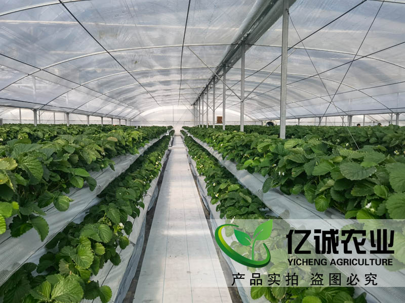 遮陽系統(tǒng)在玻璃溫室草莓種植中有哪些優(yōu)勢？