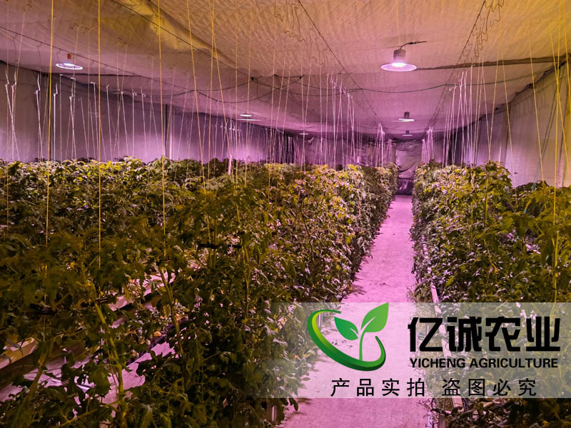 蔬菜大棚造價是如何計算的？